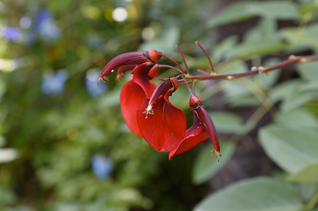 JAT (Jardin d'Agronomie Tropicale)-037